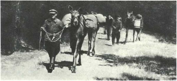 Бернгард Гржимек - Дикое животное и человек