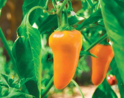 Лариса Петровская - Большая книга дачника