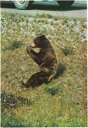 Бернгард Гржимек - Дикое животное и человек