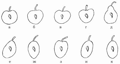 Наталья Иванова - Планировка участка