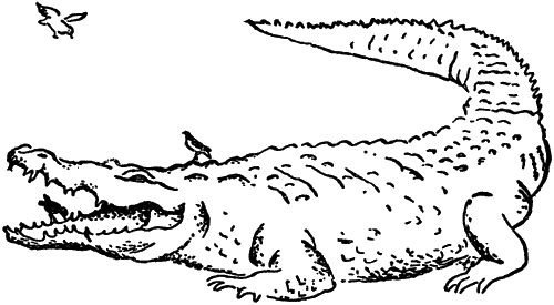 Игорь Акимушкин - С утра до вечера