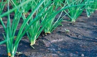 Лариса Петровская - Большая книга дачника