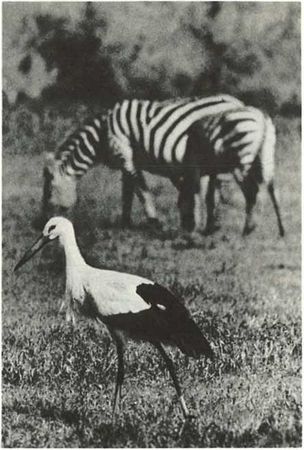 Бернгард Гржимек - Дикое животное и человек