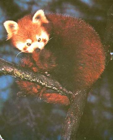 Дэвид Эттенборо - Живая планета