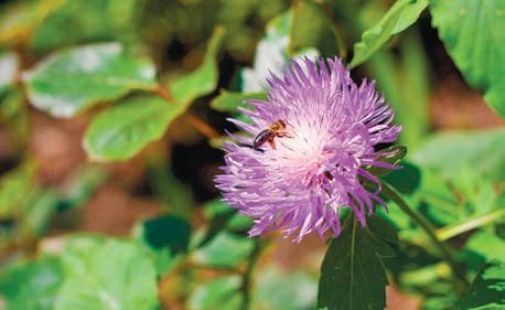 Лариса Петровская - Большая книга дачника