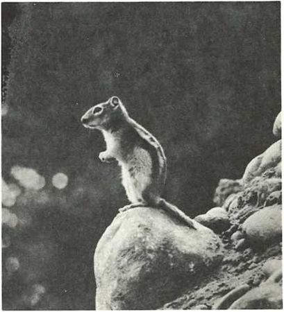 Бернгард Гржимек - Дикое животное и человек