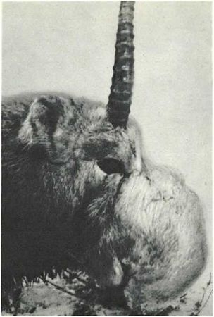 Бернгард Гржимек - Дикое животное и человек