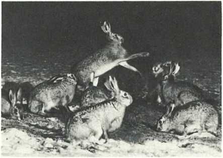 Бернгард Гржимек - Дикое животное и человек