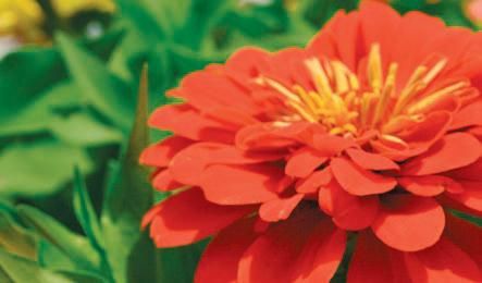 Лариса Петровская - Большая книга дачника