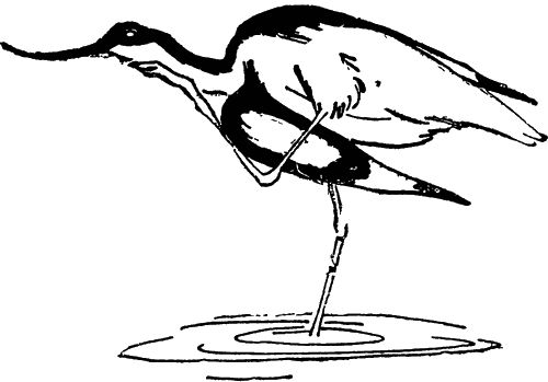 Игорь Акимушкин - С утра до вечера