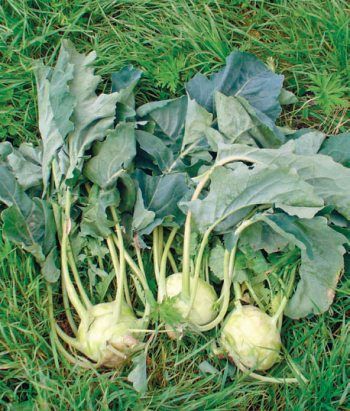 Лариса Петровская - Большая книга дачника