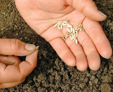 Лариса Петровская - Большая книга дачника