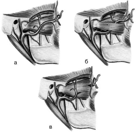В. Лебедев, Геннадий Семенов - Топографическая анатомия и оперативная хирургия...