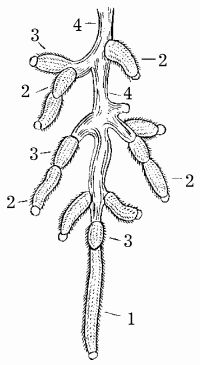 Наталья Иванова - Планировка участка