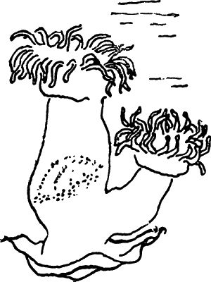 Игорь Акимушкин - С утра до вечера