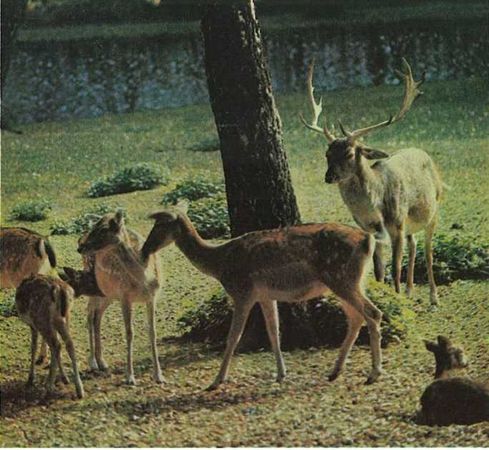 Бернгард Гржимек - Дикое животное и человек