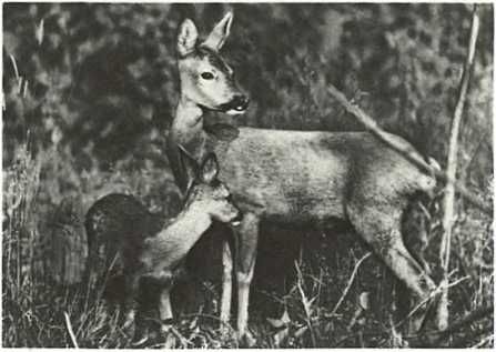 Бернгард Гржимек - Дикое животное и человек