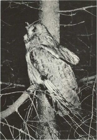 Бернгард Гржимек - Дикое животное и человек