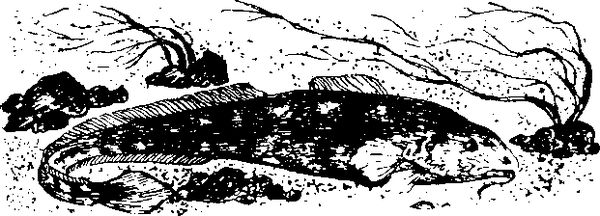 Станислав Олефир - Иду по тайге