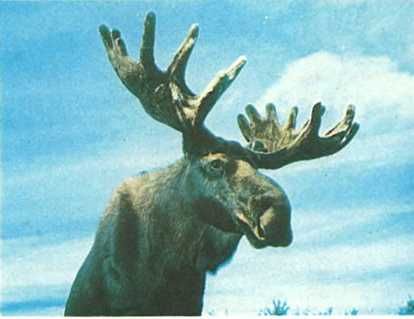 Бернгард Гржимек - Дикое животное и человек