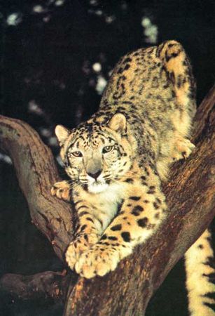 Дэвид Эттенборо - Живая планета