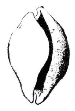 Елена Данько - Китайский секрет