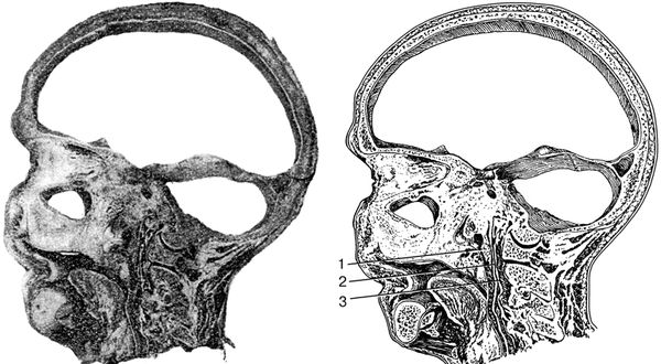 В. Лебедев, Геннадий Семенов - Топографическая анатомия и оперативная хирургия...