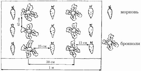 Наталья Иванова - Планировка участка