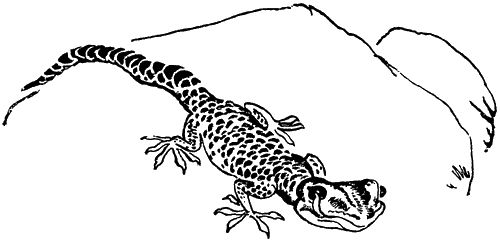 Игорь Акимушкин - С утра до вечера