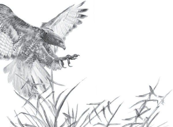 Наталья Сердцева - 99 секретов астрономии