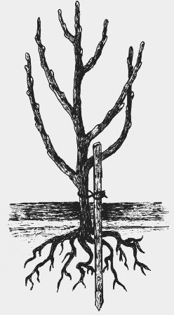 Николай Звонарев - Вишня, черешня. Сорта, выращивание, уход, заготовки