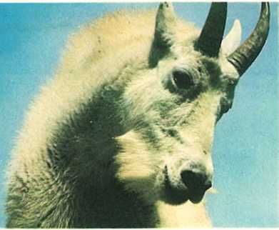 Бернгард Гржимек - Дикое животное и человек