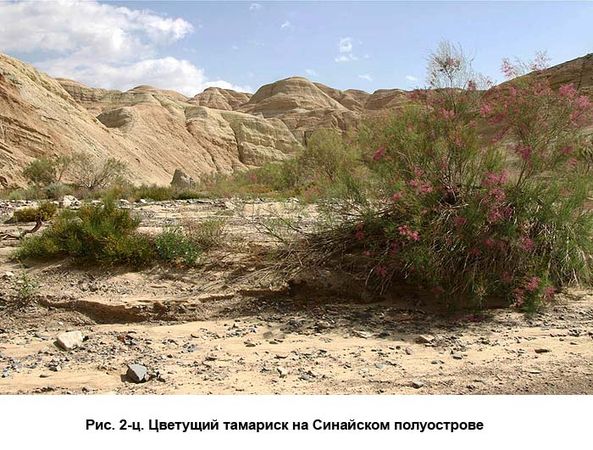 Андрей Скляров - По следам Ковчега Завета