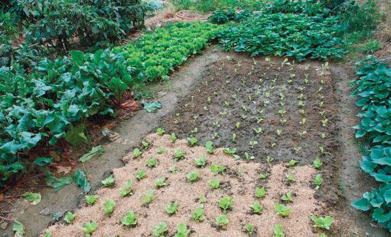 Лариса Петровская - Большая книга дачника