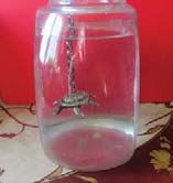 Елена Хохрякова - Современные методы обеззараживания воды