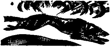 Девичья команда. Невыдуманные рассказы