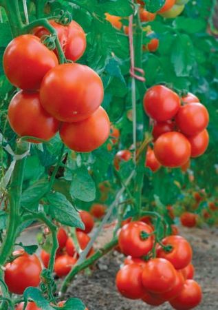 Лариса Петровская - Большая книга дачника