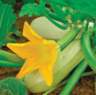 Лариса Петровская - Большая книга дачника