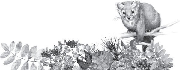 Наталья Сердцева - 99 секретов астрономии