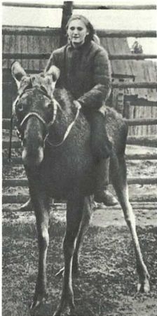 Бернгард Гржимек - Дикое животное и человек