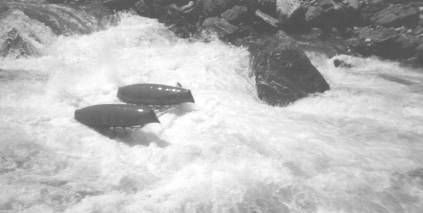 Татьяна Козырева - Девушка с веслом