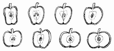 Наталья Иванова - Планировка участка