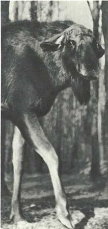 Бернгард Гржимек - Дикое животное и человек