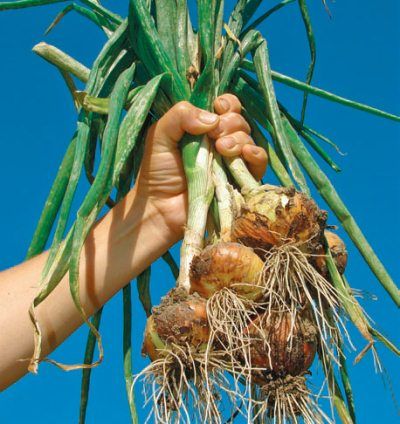 Лариса Петровская - Большая книга дачника