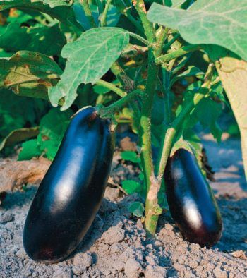 Лариса Петровская - Большая книга дачника