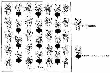 Наталья Иванова - Планировка участка