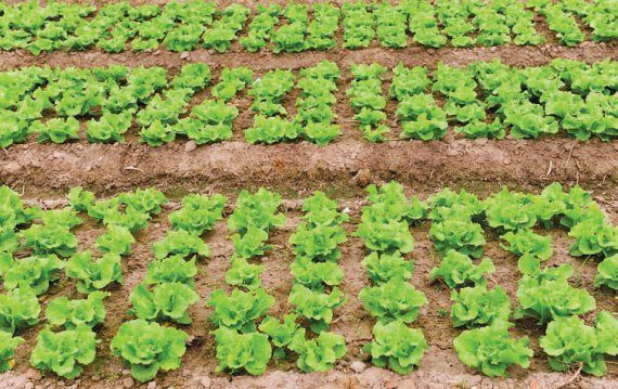 Лариса Петровская - Большая книга дачника