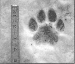 Дэвид Бэрон - Зверь в саду