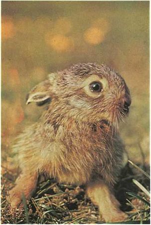 Бернгард Гржимек - Дикое животное и человек