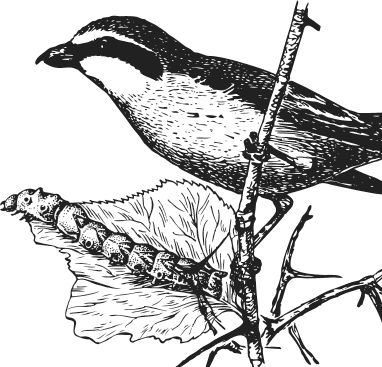 Наталья Сердцева - 99 секретов астрономии